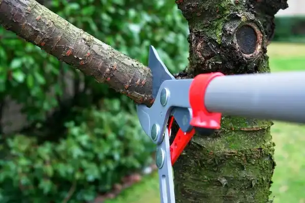 tree services Aberdeen